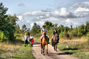 cheval_plateau_argentine